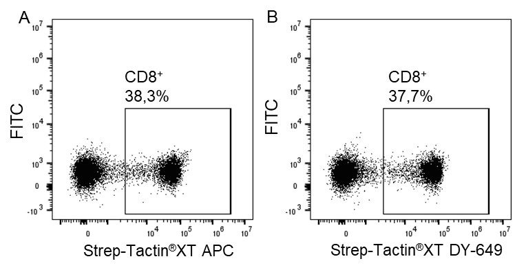 indirect-staining_1920x1920