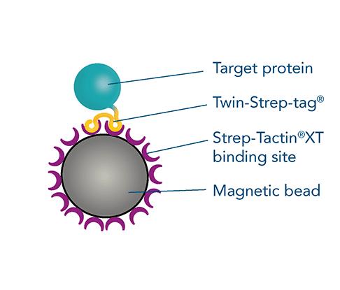 mag-beads-einzeln_1920x1920