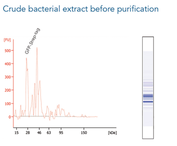 magstrep3XT_1 Kopie-1