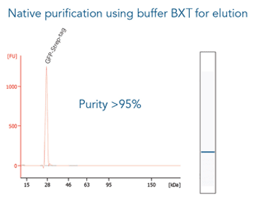 magstrep3XT_1 Kopie-2