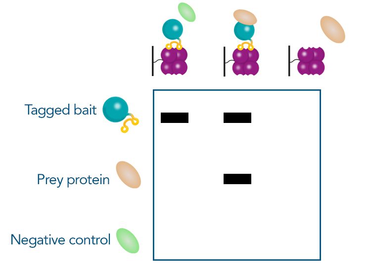 negative control-1_1920x1920