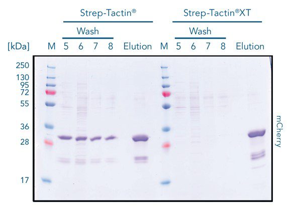 tactin-xt-mcherry_1920x1920