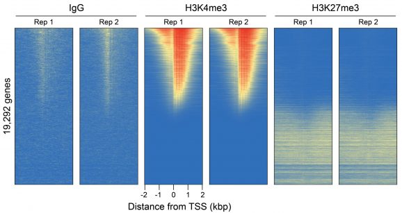 14-1048-genome-wide-heatmaps-test-scaled-r6tb5tchl3plg4r2r2de7txdj73rhlzebb1jjtkrcu