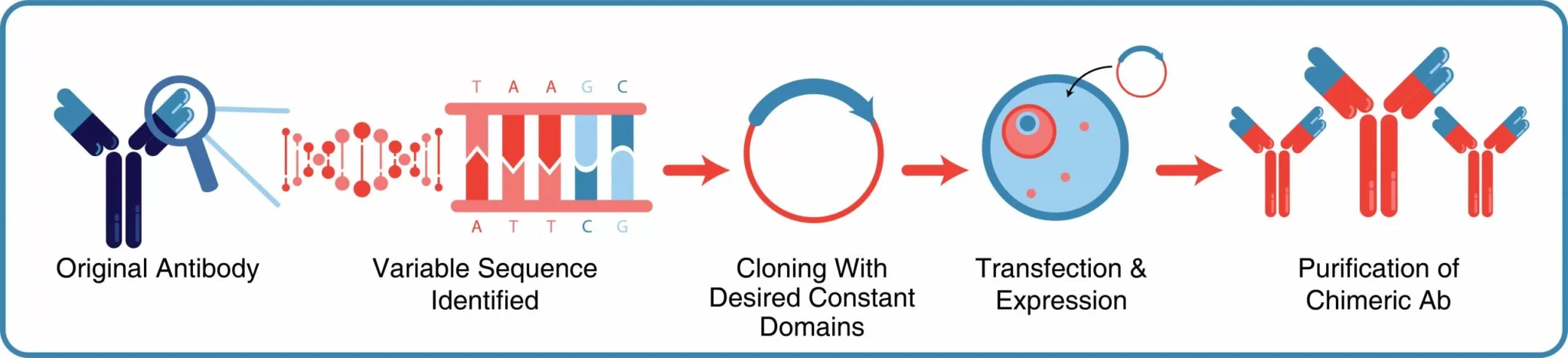 Chimeric-Antibody-final-scaled