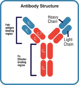 ChimericAntibody-Structure