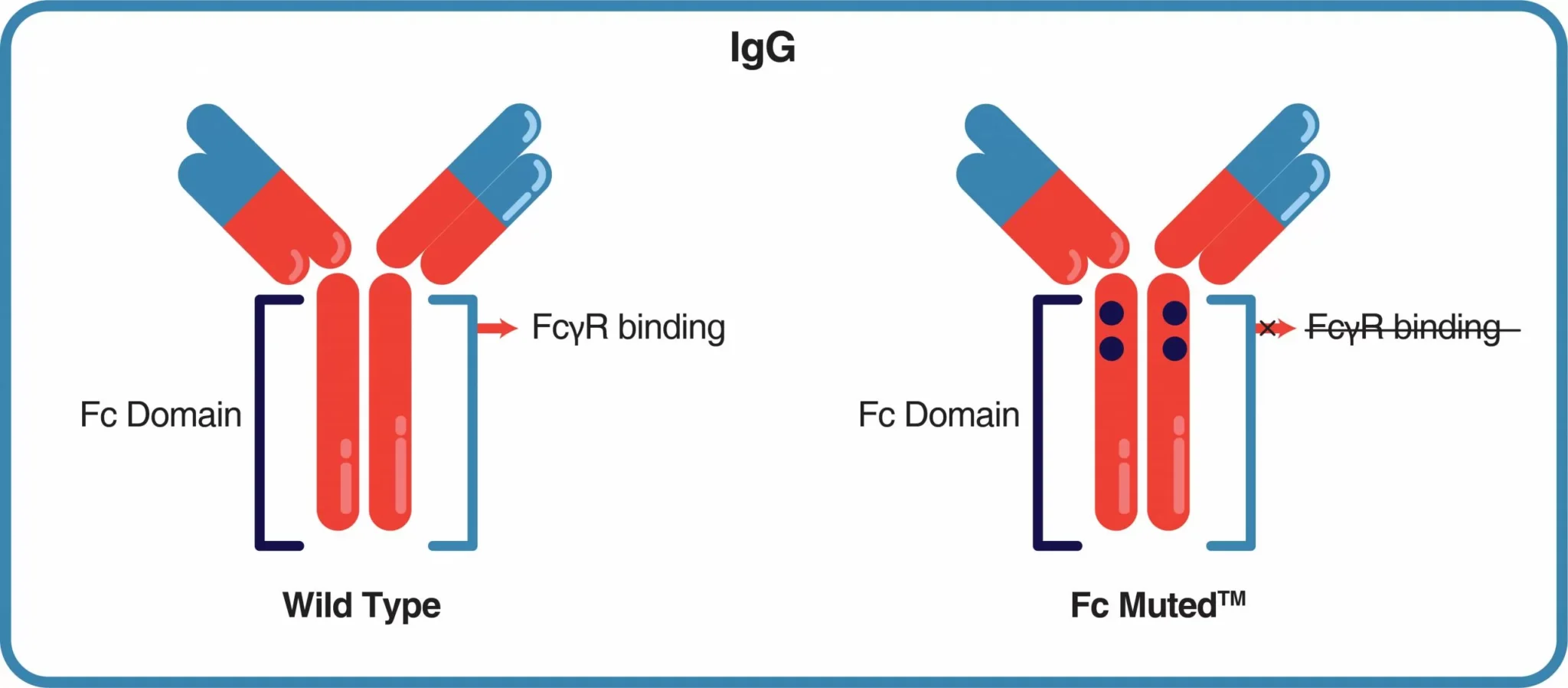 Fc-Muted-antibodies-final-scaled